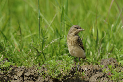 BUITEN BEELD Foto: 137370