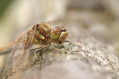 BUITEN BEELD Foto: 137373