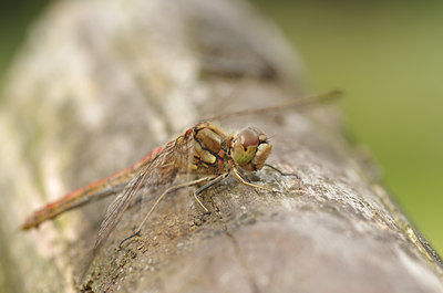 BUITEN BEELD Foto: 137374