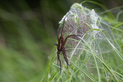 BUITEN BEELD Foto: 137394