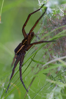 BUITEN BEELD Foto: 137397