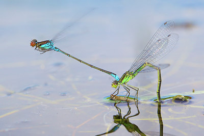 BUITEN BEELD Foto: 137400