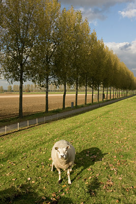 BUITEN BEELD Foto: 137411