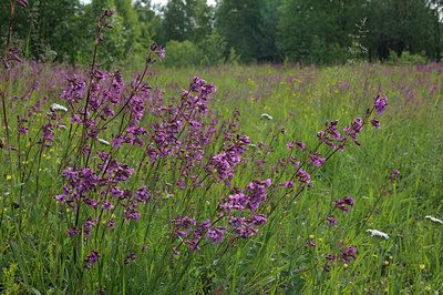 BUITEN BEELD Foto: 137414