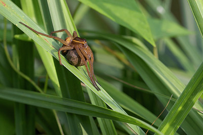 BUITEN BEELD Foto: 137420