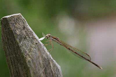 BUITEN BEELD Foto: 137430