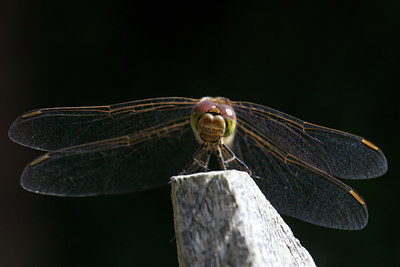 BUITEN BEELD Foto: 137435