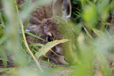 BUITEN BEELD Foto: 137437