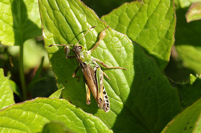 BUITEN BEELD Foto: 137442