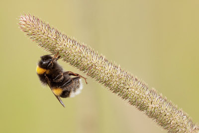 BUITEN BEELD Foto: 137446