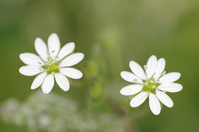 BUITEN BEELD Foto: 137448