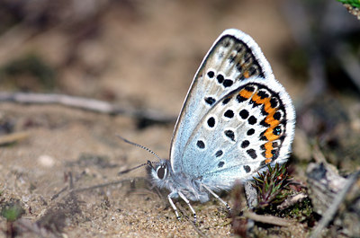 BUITEN BEELD Foto: 137449