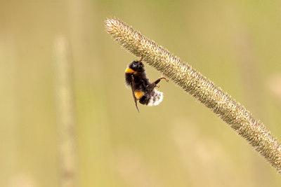 BUITEN BEELD Foto: 137451