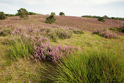 BUITEN BEELD Foto: 137472