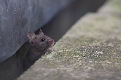 BUITEN BEELD Foto: 137479