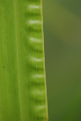 BUITEN BEELD Foto: 137490