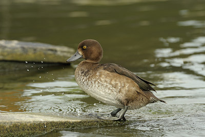 BUITEN BEELD Foto: 137504