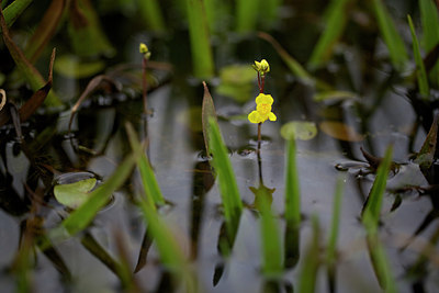 BUITEN BEELD Foto: 137509