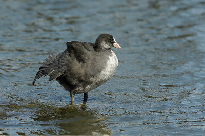 BUITEN BEELD Foto: 137517