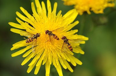 BUITEN BEELD Foto: 137530