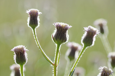 BUITEN BEELD Foto: 137560