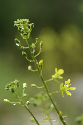 BUITEN BEELD Foto: 137574
