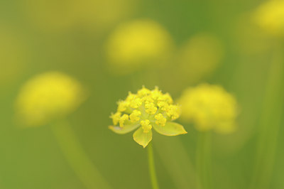 BUITEN BEELD Foto: 137579