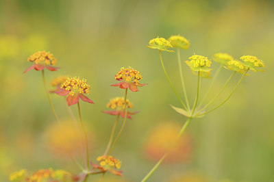 BUITEN BEELD Foto: 137583