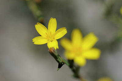 BUITEN BEELD Foto: 137584