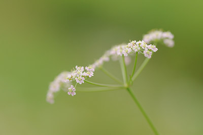 BUITEN BEELD Foto: 137586