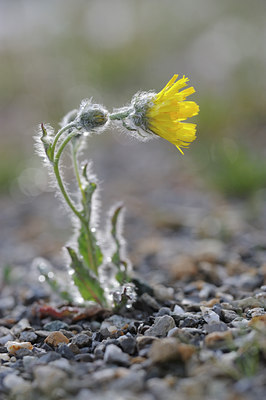 BUITEN BEELD Foto: 137587