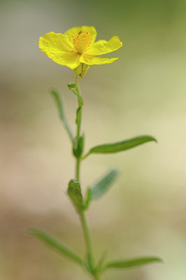 BUITEN BEELD Foto: 137593