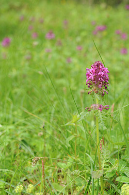 BUITEN BEELD Foto: 137594