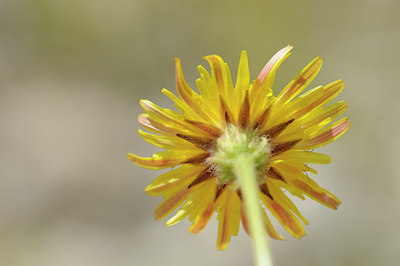 BUITEN BEELD Foto: 137602