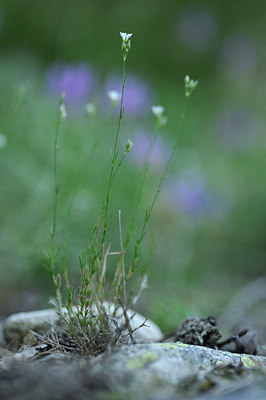 BUITEN BEELD Foto: 137625