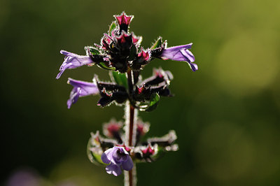 BUITEN BEELD Foto: 137628