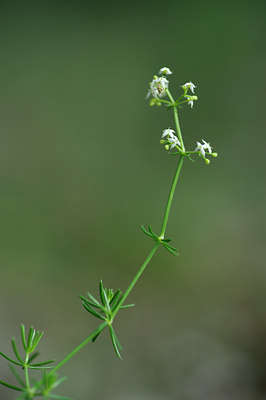 BUITEN BEELD Foto: 137637
