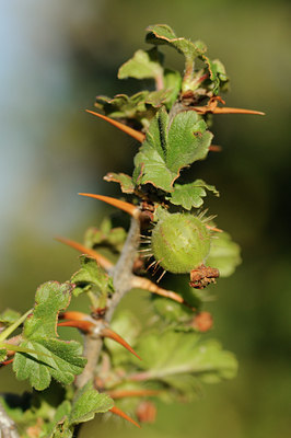 BUITEN BEELD Foto: 137644