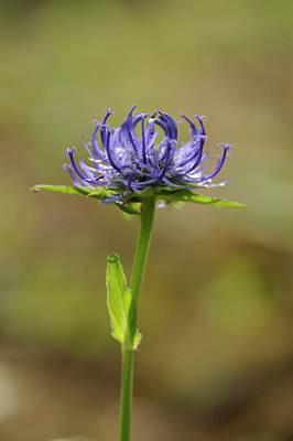 BUITEN BEELD Foto: 137645