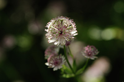 BUITEN BEELD Foto: 137660