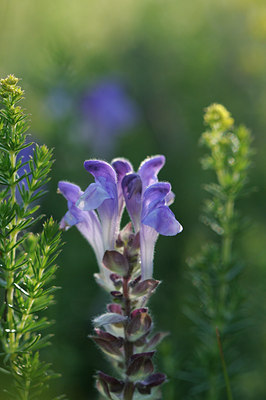 BUITEN BEELD Foto: 137669