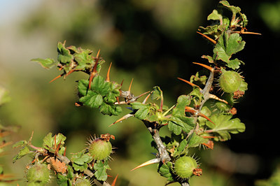 BUITEN BEELD Foto: 137670