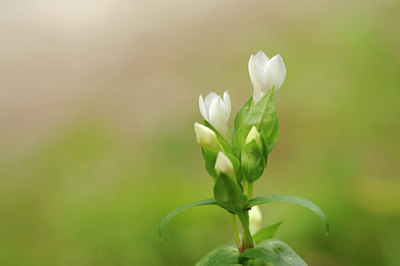 BUITEN BEELD Foto: 137682