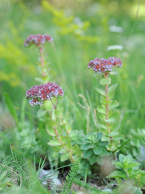 BUITEN BEELD Foto: 137686