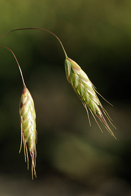 BUITEN BEELD Foto: 137687