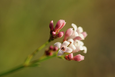 BUITEN BEELD Foto: 137690