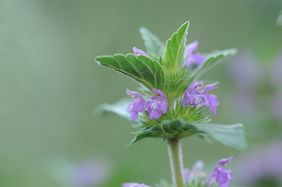 BUITEN BEELD Foto: 137692