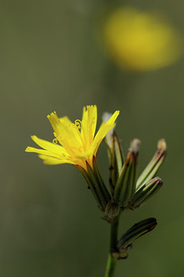 BUITEN BEELD Foto: 137694