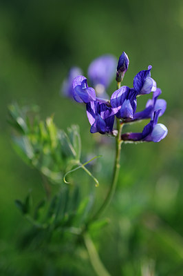 BUITEN BEELD Foto: 137696