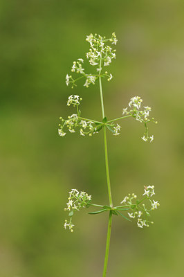BUITEN BEELD Foto: 137701